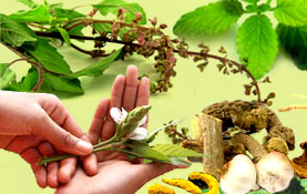 Herbs Herbs In India Indian Ayurvedic Herbs Indian Herbs Guide