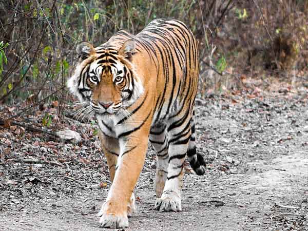 Indian National Animal - Tiger