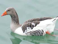 Indian Greylag Goose