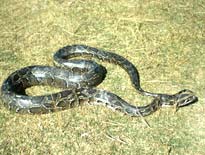 Python - Python Snake - Indian Python, Information on R