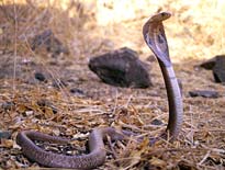 ... 10 percent of the total snake species found in the 