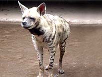 Indian Striped Hyena