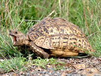 Indian Tortoise