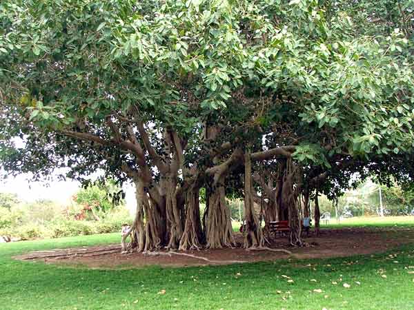 Indian National Tree - Banayan Tree