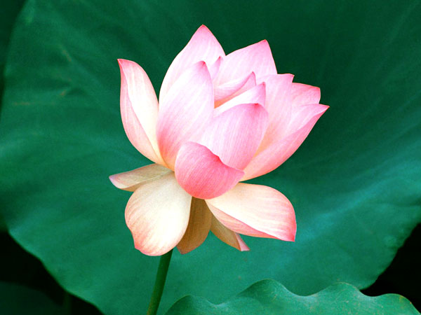 Indian National Flower - Lotus