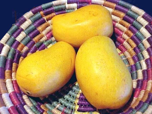 National Fruit of India - Mango