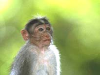 Bonnet Macaque