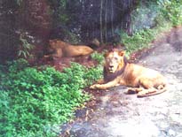 India Lion Safari