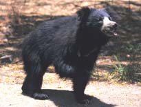 Indian Black Bear
