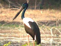 Indian Black Necked Stork