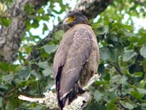 Indian Crested Serpent Eagle