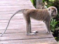 Indian Long Tailed Macaque