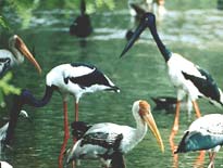 Indian Migratory Birds
