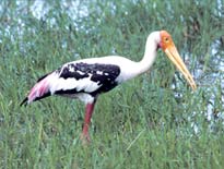Indian Painted Stork