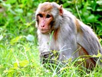 Indian Rhesus Macaque