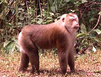 Indian Stump Tailed Macaque