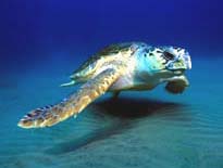 Indian Turtle