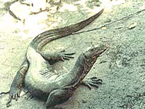 Indian Water Monitor